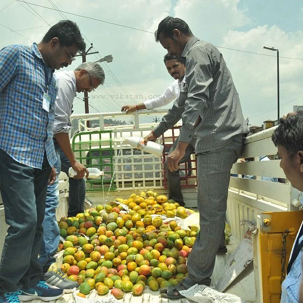 உதகையில் செயற்கை முறையில் பழுக்கவைக்கப்பட்ட 600 கிலோ மாம்பழங்கள் அழிப்பு!