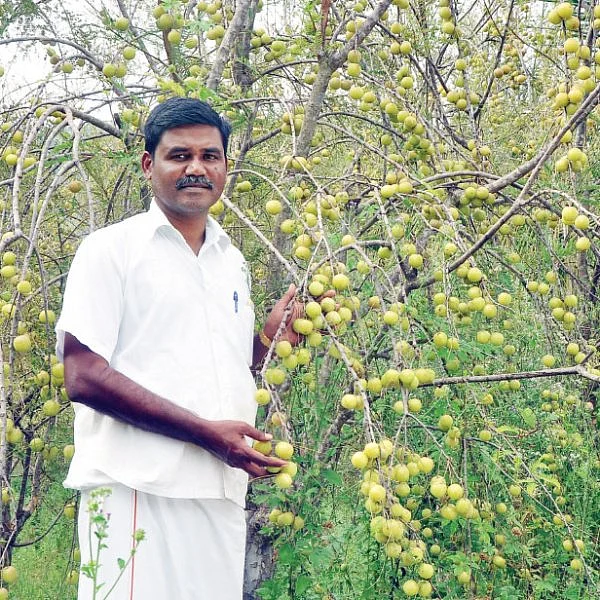 கொஞ்சம் ப்ளஸ்... நிறைய லாபம்! - நிலையான வருமானம் தரும் நெல்லிச்சாறு!