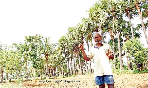 தமிழகத்தில் பெருகி வரும் யாழ்ப்பாணப் பனை!