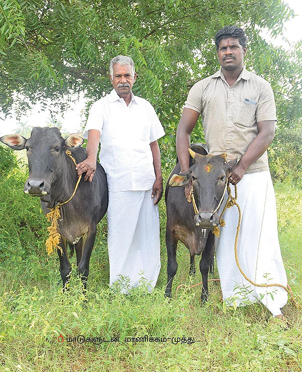 தஞ்சாவூர் ‘குட்டைகாரி!’ - ‘பலே’ பாரம்பர்ய மாடு...
