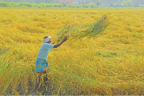 வெள்ளத்திலும் வெகுமதி கொடுத்த கிச்சலிச்சம்பா!