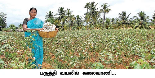 பி.டி.பருத்திக்கு டாட்டா,