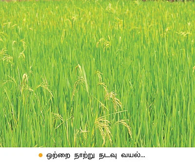 12 ஏக்கரில் 17 லட்சம் வருமானம்...