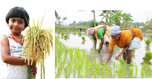 எங்கே இருந்து நமக்கு அரிசி வருது?