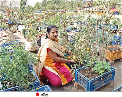 ஆரோக்கியத்தை உறுதிப்படுத்தும் மொட்டைமாடி காய்கறி !