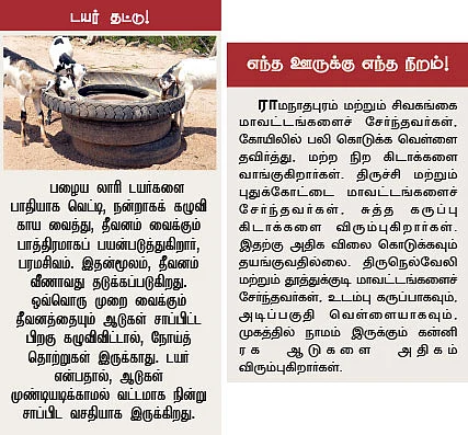 அருமையான லாபம் கொடுக்கும் ஆட்டுக்கிடா வளர்ப்பு..!