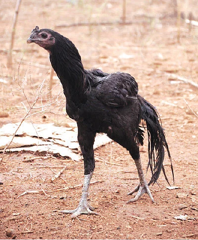 ஆரம்ப முதலீடு 550 ரூபாய்... ஆண்டு லாபம் 5 லட்ச ரூபாய்!