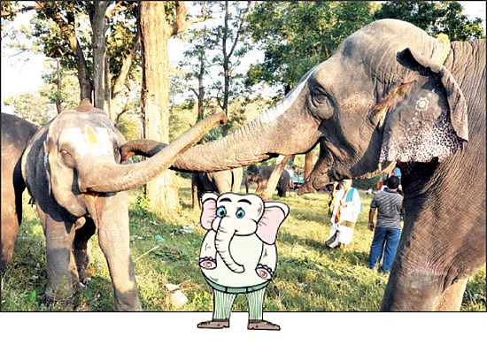 துவங்கியது கஜமேளா!