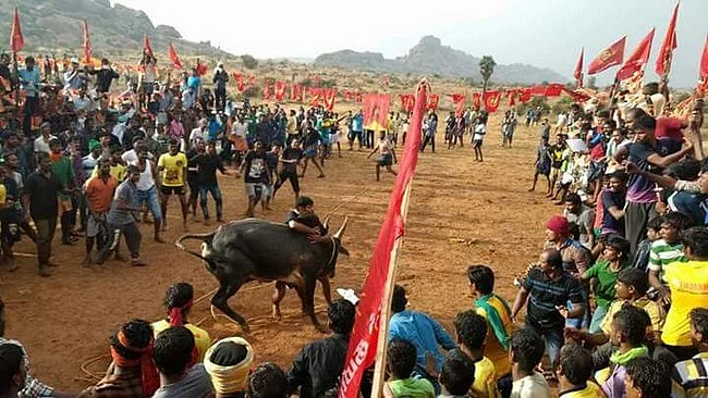 திமிறும் தமிழகம்: அவசரச் சட்டம் பிறப்பித்தார் ஆளுநர்! அலங்காநல்லூரில் நாளை ஜல்லிக்கட்டு #LiveUpdate