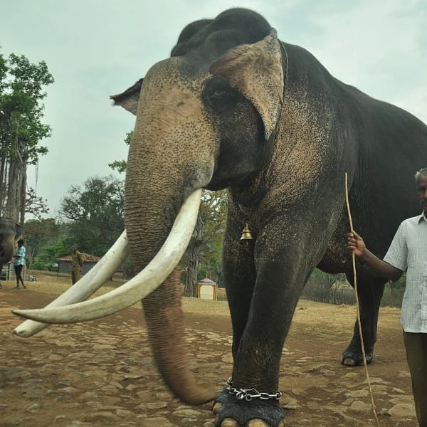 மாவூத்தின் குச்சிக்கு அடிபணியும்போது, கும்கியாகிறது ஒரு கொம்பன்! - ஒரு கும்கி உருவாகும் கதை- அத்தியாயம் 4