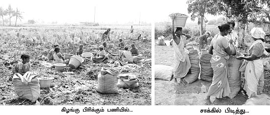 செழிப்பான வருமானம் தரும் சேம்பு!