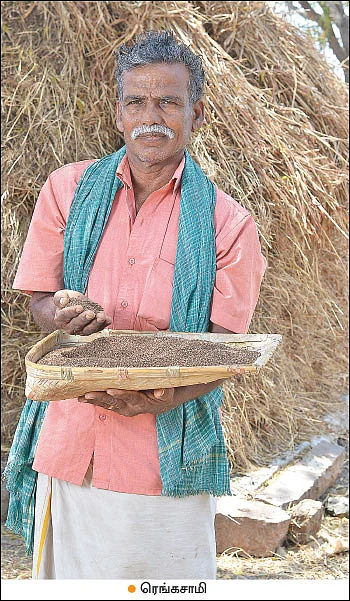 சிறப்பான வருமானம் கொடுக்கும் சிறுதானியங்கள்! - வரகு, கேழ்வரகு, துவரை...