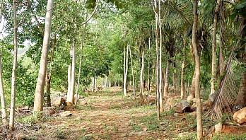 120 ஏக்கர்... 50 ஆயிரம் மரங்கள்...