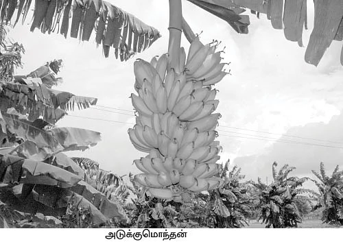 குழந்தைகளுக்கு மட்டி... சமையலுக்கு அடுக்குமொந்தன்!