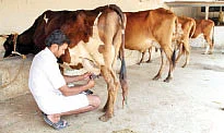 தண்டோரா
