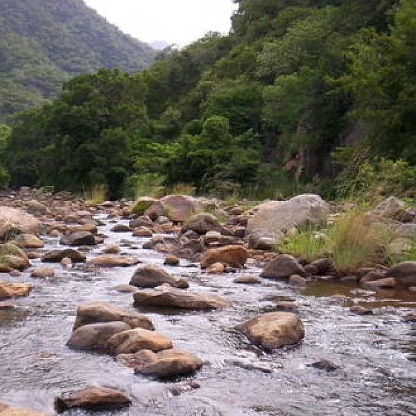 துறையூர், கொல்லிமலை புளியஞ்சோலையில் ஆகஸ்ட் - 3 சித்தர் குருபூஜை விழா !