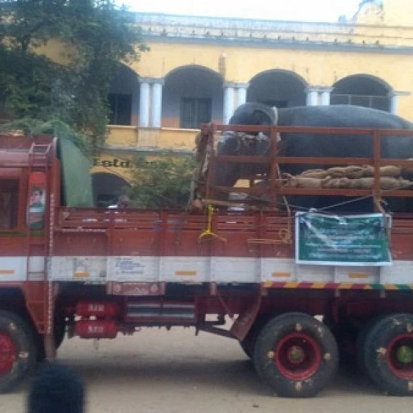 புத்துணர்வு முகாமில் பங்கேற்க புறப்பட்டுச் சென்ற நெல்லையப்பர் கோயில் யானை..!