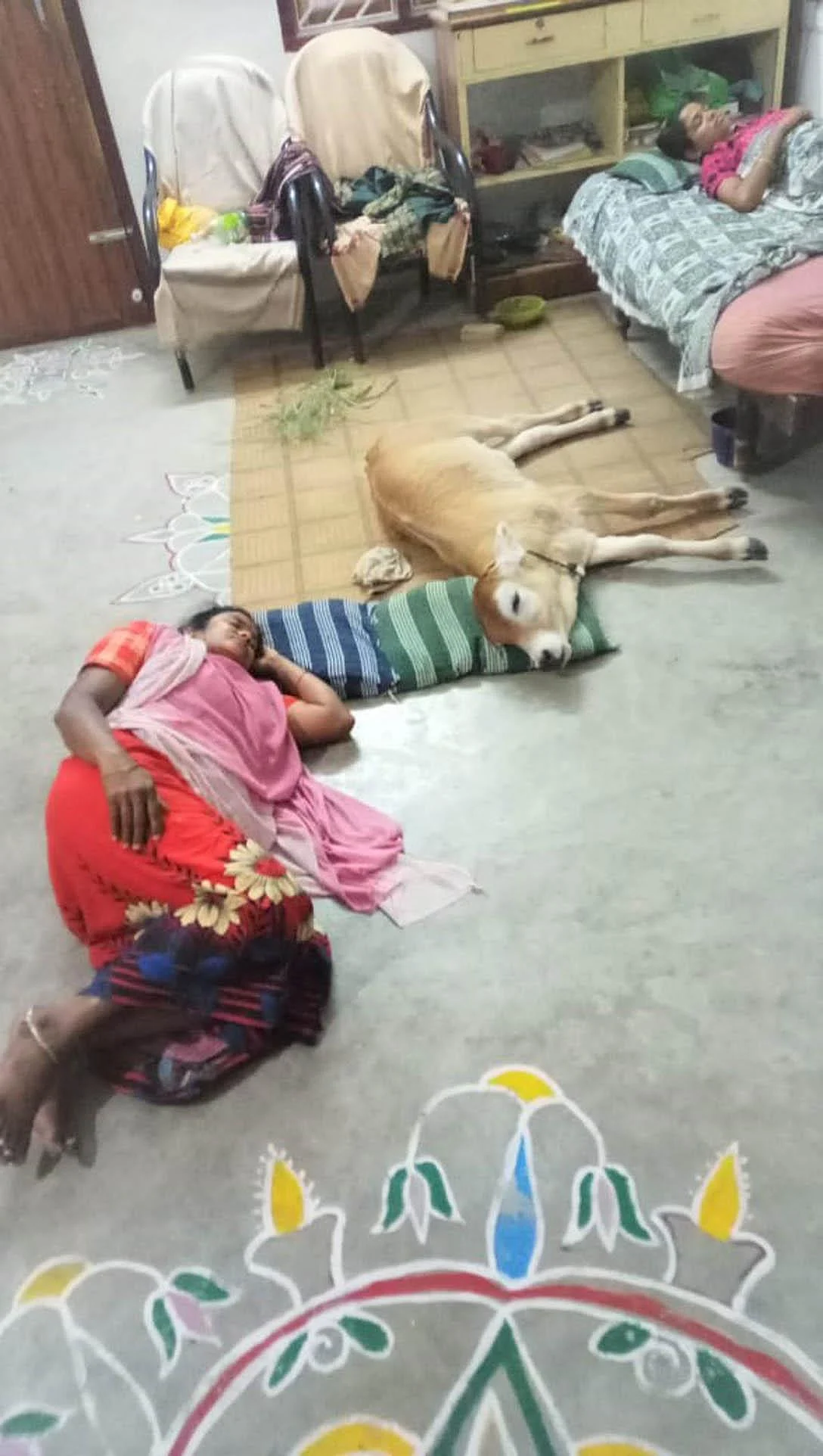 ‘தலையணைக்காக அடம்பிடிக்குது; தினமும் இட்லி சாப்பிடுது!’- வியக்கவைக்கும் அதிசய கன்றுக்குட்டி