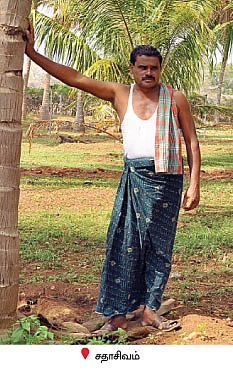 தென்னந்தோப்புக்குள் மேய்ச்சல் நிலம்... தெளிப்புநீர் தந்த தெம்பான வரம்!