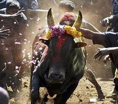 ஜல்லிக்கட்டுக்கு விரைவில் தடை நீங்கும்: மத்திய அமைச்சர் உறுதி!