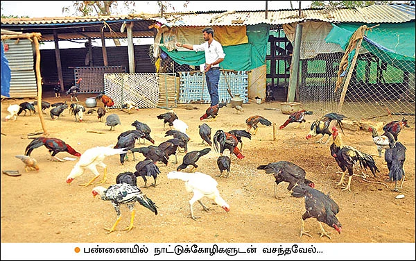 800 கோழிகள்... மாதம் ரூ. 50,000 லாபம்! - படித்துக்கொண்டே பண்ணை நடத்தும் இளைஞர்!