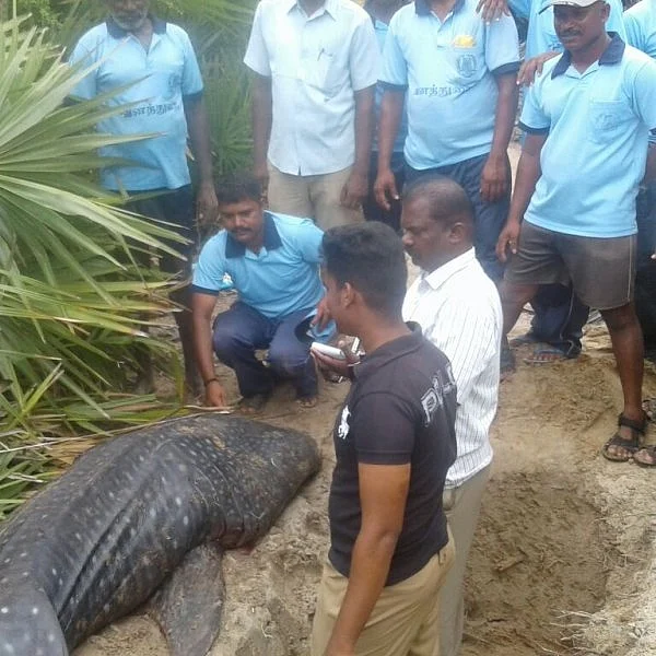 கடலில் விடப்பட்ட புள்ளி சுறா இறந்த நிலையில் மீண்டும் கரை ஒதுங்கியது!