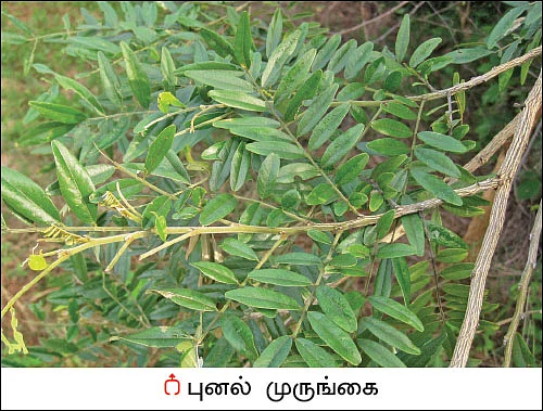 நல்மருந்து தெரிந்த செடிகள்... தெரியாத பயன்கள்! - 15