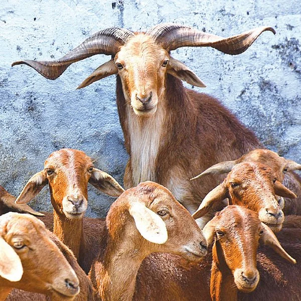 தண்டோரா
