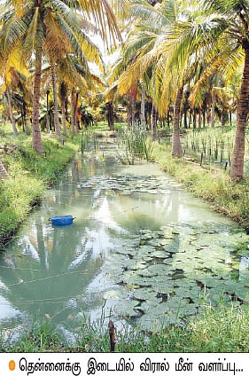 தென்னைக்கு இடையில் விரால்...