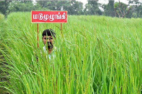 1,000 ரகங்களைத் தேடி...