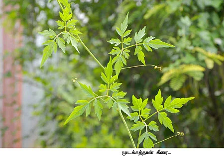 மூட்டுவலியை விரட்டும் முடக்கத்தான்...