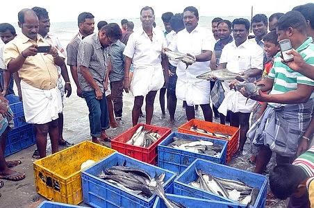 ராமநாதபுரத்தில் கூண்டு மீன்கள் அறுவடை!