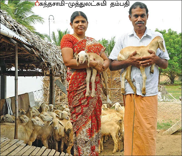 பஞ்சகவ்யா! - 21 - விளைச்சலைக் கூட்டும் ‘பஞ்சாமிர்த’ பஞ்சகவ்யா!