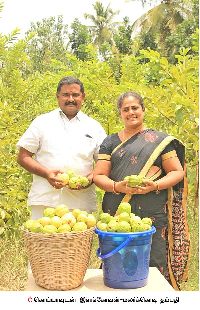 ஒரு ஏக்கர்... ரூ 3 லட்சம்! கொட்டிக் கொடுக்கும் கொய்யா!