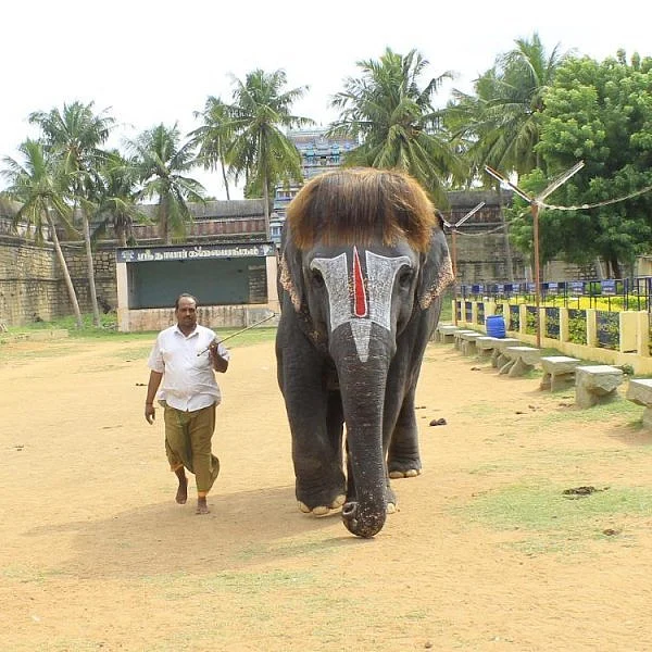 `இனிமேல் இதுதான் உன் கெட்டப்!' - கோயில் யானை செங்கமலத்தின் `பாப்' கட்டிங் ஸ்டைல்