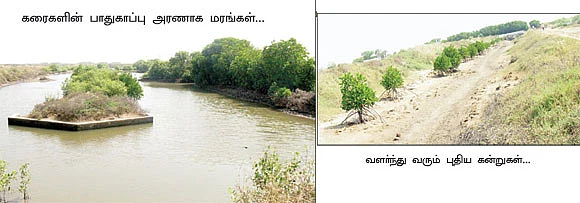 லட்சக்கணக்கில் பெருகிய அலையாத்தி..!