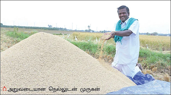 வறட்சியிலும் வற்றாத மகசூல் கொடுக்கும் ஆத்தூர் கிச்சிலிச் சம்பா!
