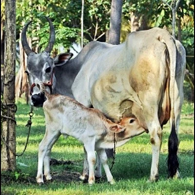 பசு