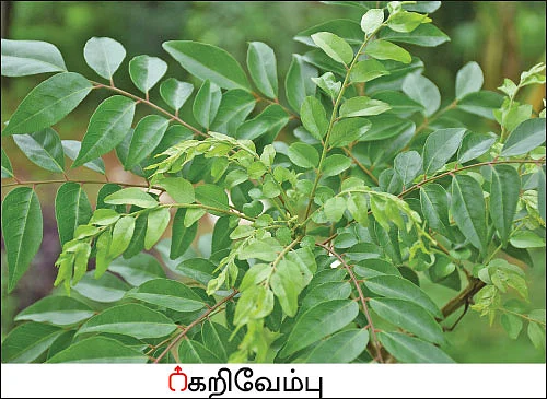 நல்மருந்து - தெரிந்த செடிகள்... தெரியாத பயன்கள்! - 7