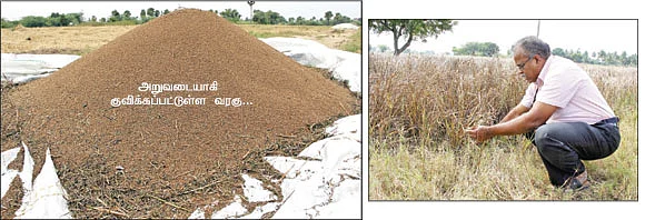 வறட்சியிலும் வாடாத வரகு...பாடில்லாமல் தருமே வரவு !