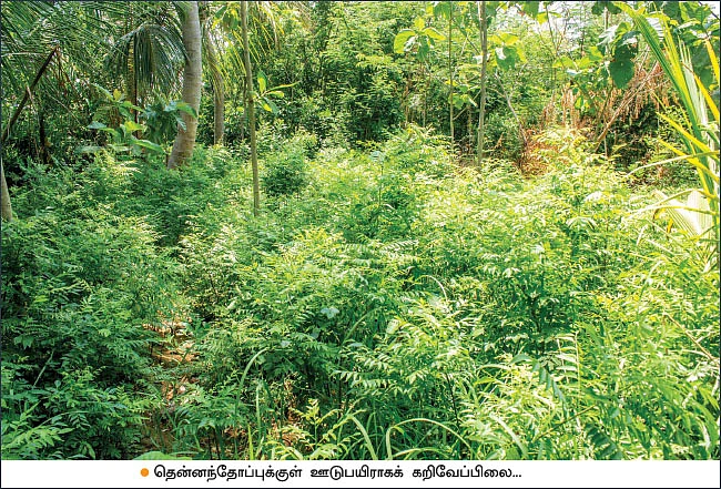 ஊடுபயிரில் உன்னத வருமானம்... டெல்டாவில் மணக்கும் நாட்டுக் கறிவேப்பிலை!