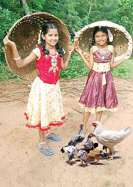 கொக் கொக் கோழிக்கு ருசி தெரியுமா ?