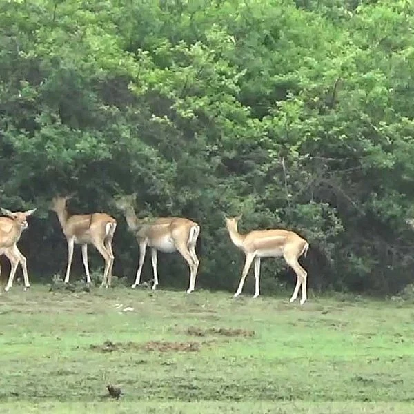 குளிர்ச்சியில் கோடியக்கரை: மகிழ்ச்சியில் வனவிலங்குகள்!
