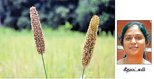 குறைந்த மழைக்கு சோளம்... நல்ல மழைக்கு பருத்தி !