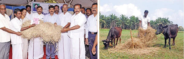 அழியும் நிலையில் வைக்கோல்!