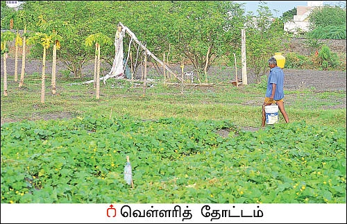 வறட்சியிலும் வெகுமதி கொடுக்கும் வெள்ளரி! - 25 சென்ட் நிலத்தில்... ரூ 20 ஆயிரம் லாபம்!