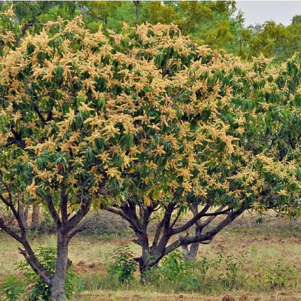 ஏன்... ஏன்? தெரிவோம்... தெளிவோம்! - 5 - பிஞ்சு பிடிக்கும்போது பாசனம் கூடாது!