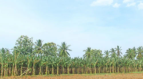 ஒரு ஏக்கர்... ரூ 2,70,000 வருமானம்... நட்டமில்லா விவசாயத்துக்கு கைகொடுக்கும் நாடன் வாழை!
