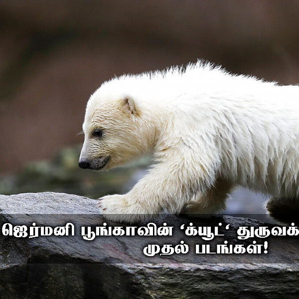 ஜெர்மனி பூங்காவின் 'க்யூட்' துருவக் கரடிக்குட்டி; முதல் படங்கள்!
