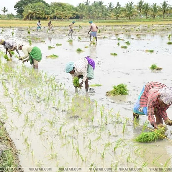 நாடாளுமன்றம் முன் நெல் கொட்டும் போராட்டம்! காவிரி டெல்டா விவசாயிகள் முடிவு!